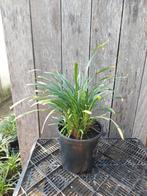 Liriope muscari C3, Tuin en Terras, Planten | Tuinplanten, Volle zon, Vaste plant, Siergrassen, Ophalen of Verzenden