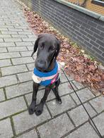 Super lieve blacky is in Nederland, Dieren en Toebehoren, Honden | Niet-rashonden, Rabiës (hondsdolheid), 15 weken tot 1 jaar
