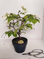 Viburnum bonsai in bloei, Minder dan 100 cm, Overige soorten, Ophalen of Verzenden