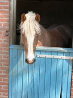 Schwarzwalder fuchs merrie, Dieren en Toebehoren, Merrie, Minder dan 160 cm, 3 tot 6 jaar