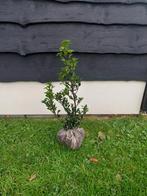 Hulst Ilex x meserveae heckenpracht, Ophalen of Verzenden, Hulst, Minder dan 100 cm