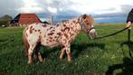Unieke appaloosa Shetlander hengst van 1 jaar, Dieren en Toebehoren, Hengst, 0 tot 2 jaar, Gechipt, A pony (tot 1.17m)