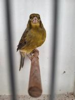 Kanarie man, Dieren en Toebehoren, Vogels | Kanaries, Mannelijk, Kleurkanarie