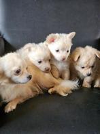 Zeer lieve chihuahua pups 2 teefjes 1 reutje mogen verhuizen, Dieren en Toebehoren, Honden | Chihuahua's en Gezelschapshonden