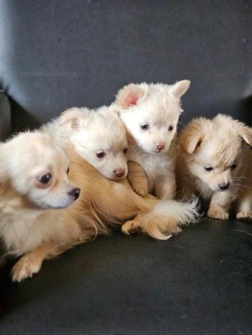 Zeer lieve chihuahua pups 2 teefjes 1 reutje mogen verhuizen beschikbaar voor biedingen