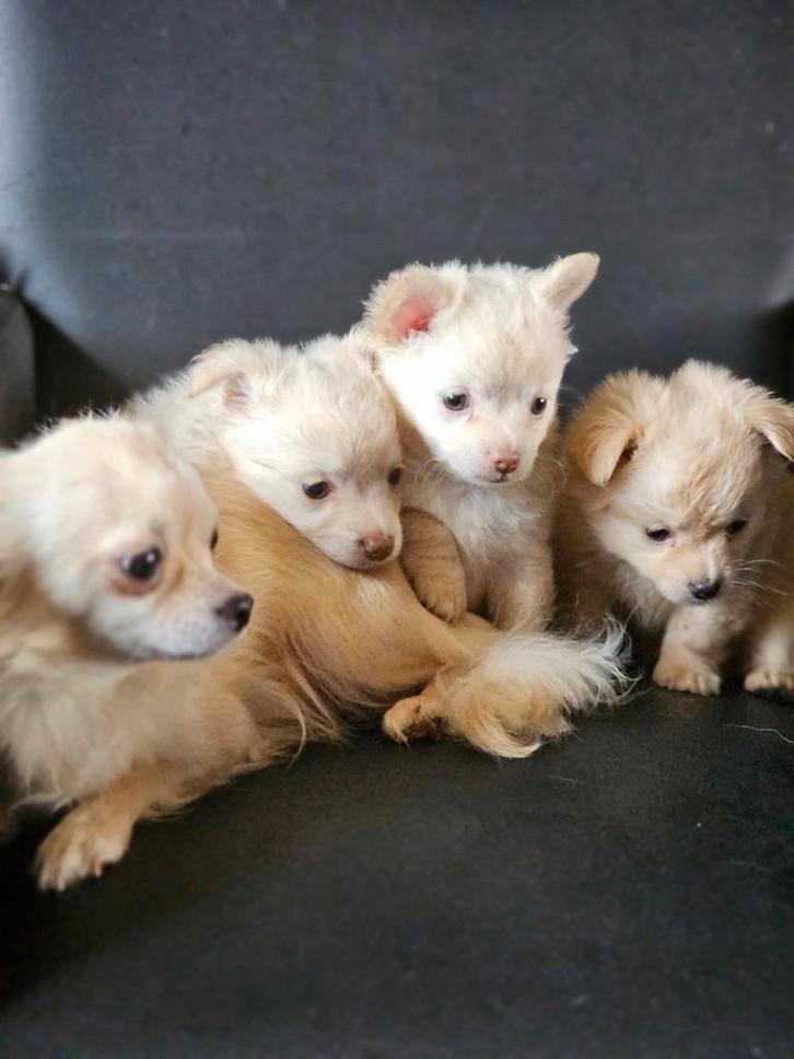 Zeer lieve chihuahua pups 1 teefje 1 reutje mogen verhuizen, Dieren en Toebehoren, Honden | Chihuahua's en Gezelschapshonden, Meerdere dieren