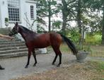 New Forest en Engels Volbloed, Dieren en Toebehoren, Pony's, Merrie, Gechipt, 0 tot 2 jaar