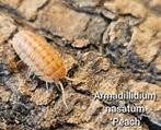 Armadillidium nasatum 'Peach', Dieren en Toebehoren, Insecten en Spinnen, Overige soorten