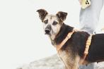 Monika zoekt een thuis, Dieren en Toebehoren, Honden | Niet-rashonden, 6 jaar of ouder, Buitenland, Teef, Eén hond