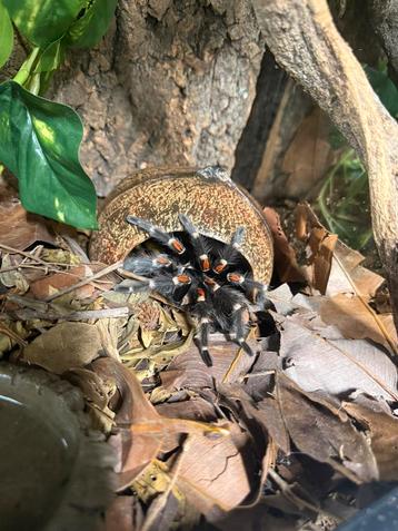 1.1 Brachypelma auratum met of zonder terraria beschikbaar voor biedingen