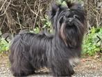 Yorkshire terrier black, Dieren en Toebehoren, Yorkshire Terriër, Particulier, Rabiës (hondsdolheid), Reu