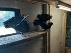 Pauwstaart, Dieren en Toebehoren, Vogels | Duiven, Meerdere dieren, Overige soorten