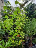 Diverse jonge bomen: Palm, Walnoot, Kastanje, Moerbei, Tuin en Terras, Planten | Bomen, Ophalen of Verzenden