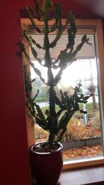 Grote cactus met pot, Ophalen, Cactus, Volle zon, 150 tot 200 cm