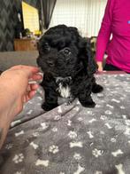 Mooie bomer pups kruising Maltezer/shih tzu, Dieren en Toebehoren, Maltezer, Reu, 8 tot 15 weken, Parvo