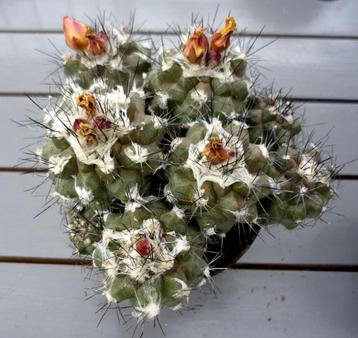 cactus - Copiapoa cluster beschikbaar voor biedingen