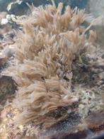 Soft koraal, Dieren en Toebehoren, Overige typen, Zoutwatervis