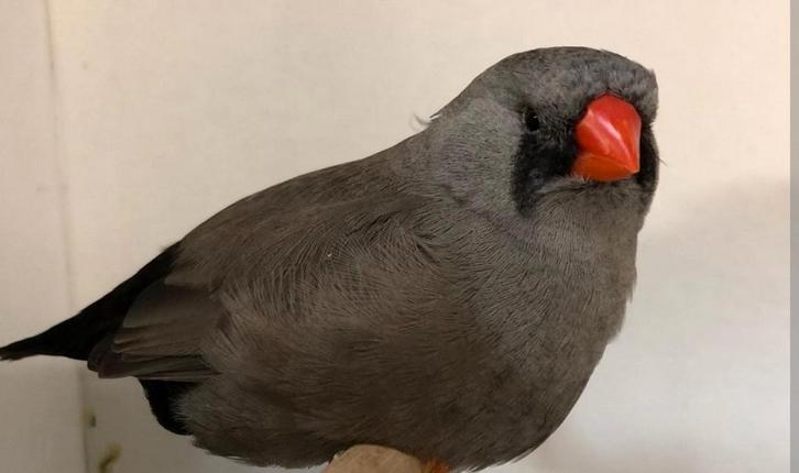 GEZOCHT! eumo/ charcoal pop! (zie advertentie en foto), Dieren en Toebehoren, Vogels | Overige Vogels, Vrouwelijk