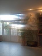 Grote bloeiende palm met pot, Ophalen, 100 tot 150 cm, Palm, Halfschaduw
