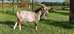 Hermelijn dekbok, Dieren en Toebehoren, Schapen, Geiten en Varkens, Mannelijk, Geit