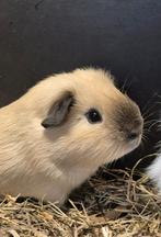 California cavia beer 6 maanden oud, Dieren en Toebehoren, Cavia, Juni, Mannelijk, Tam