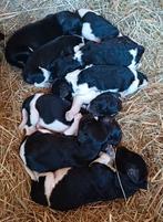 Friese stabij pups, Overige rassen, 8 tot 15 weken, Meerdere, Meerdere dieren