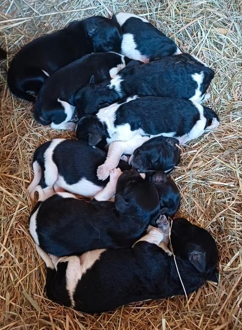 Friese stabij pups, Dieren en Toebehoren, Honden | Retrievers, Spaniëls en Waterhonden, Meerdere dieren, Overige rassen, Particulier