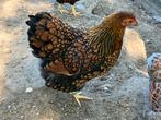 Jonge wyandotte kriel goudzwart en goud blaiw gezoomd, Dieren en Toebehoren, Pluimvee, Meerdere dieren, Kip