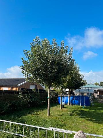 Mooie Appelboom te koop! beschikbaar voor biedingen