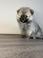Mini Pomeriaan pup, Particulier, Rabiës (hondsdolheid), Teef, Buitenland