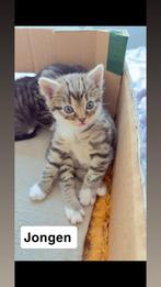 Kitten, Ophalen, Voor 1920, Zuid-Holland