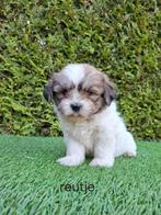Zeer mooie speelse boomer pups., Overige rassen, CDV (hondenziekte), 8 tot 15 weken, Meerdere