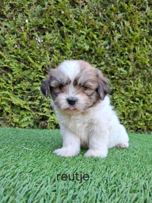 Zeer mooie speelse boomer pups., Dieren en Toebehoren, Honden | Chihuahua's en Gezelschapshonden, Meerdere dieren, Overige rassen