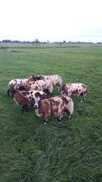 Bonte stamboek rammen te koop., Dieren en Toebehoren, Schapen, Geiten en Varkens, Mannelijk, Schaap, 0 tot 2 jaar