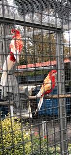 Te koop koppel rubino pennant, Dieren en Toebehoren, Vogels | Parkieten en Papegaaien, Meerdere dieren, Parkiet, Geringd