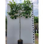 Platanus hispanica (leiplataan)🌿, Tuin en Terras, Planten | Bomen, Ophalen, Overige soorten