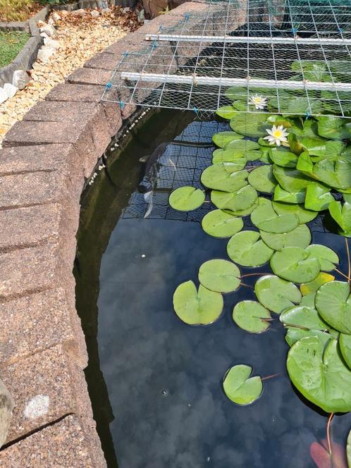 Vijver, Tuin en Terras, Vijvers, Gebruikt, Ophalen
