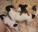 Jack russel pups, Parvo, Jack Russell Terriër, 8 tot 15 weken, Meerdere