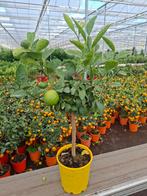 Citrus lemon met vruchten, Ophalen, Zomer, Overige soorten, Volle zon