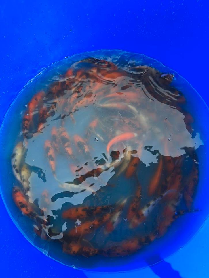 Tosai mix, Dieren en Toebehoren, Vissen | Vijvervissen, Karper of Koi