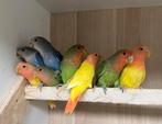 10 jonge Agapornis dwergpapegaai roseicollie om tam te maken, Meerdere dieren, Dwergpapegaai of Agapornis, Tam