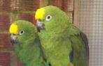 gezocht geelkop amazones, Dieren en Toebehoren, Vogels | Parkieten en Papegaaien, Meerdere dieren, Parkiet