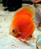 Discus vissen uit eigen kweek circa 12 cm, Dieren en Toebehoren, Vissen | Aquariumvissen, Vis