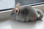 chinchilla beige vrouwtje, Augustus, Vrouwelijk, Chinchilla