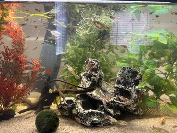 Jonge guppen beschikbaar voor biedingen