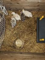 Kalkoenkuikens, Dieren en Toebehoren, Geslacht onbekend, Kalkoen