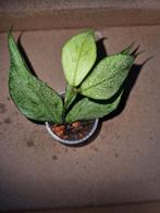 Hoya polyneura broget, Ophalen of Verzenden, Overige soorten, Minder dan 100 cm