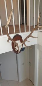 Gewei edelhert, Verzamelen, Ophalen of Verzenden, Hert, Gewei of Kop