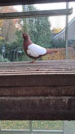 Wener Witschild Tuimelaars, Dieren en Toebehoren, Vogels | Overige Vogels, Meerdere dieren