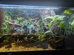 Aquarium Kurk stam, Ophalen, Zo goed als nieuw, Plant(en), Steen of Hout